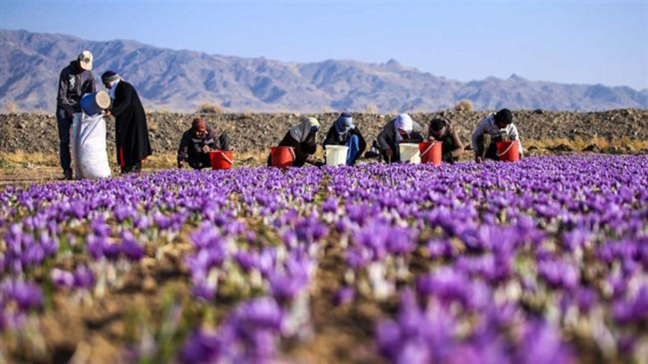 طرح انتقال آب، چالش&zwnj;های طلای سرخ را حل می&zwnj;کند؟